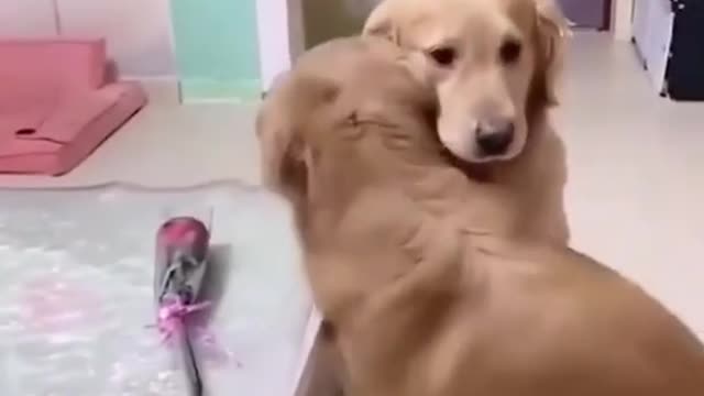 funny pets lol best youtube videos of funny dogs try not to laugh just comedy