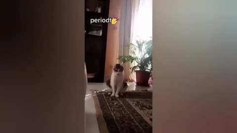 HOUR FUNNY CATS COMPILATION 2022😂_ Funny and Cute Cat Videos😸 ! - 128