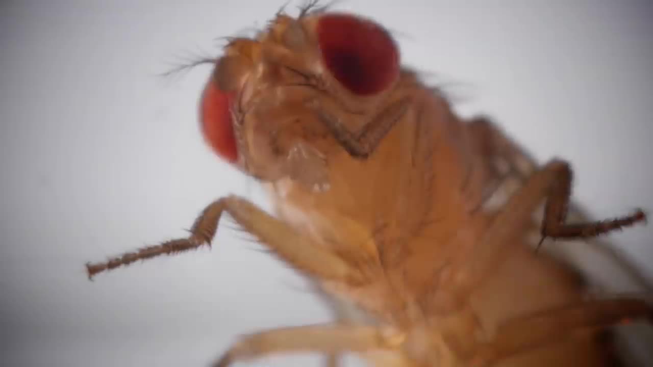 Fungus Turns Flies into Zombies