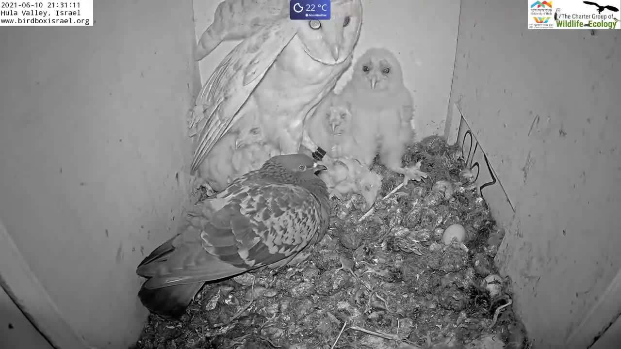 Must watch the dramatic ending.Wild pigeon lays egg in active barn owl next to 7barn owl nestlings.