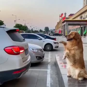 Dog parks the car 🐕🚘