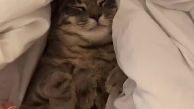 Cute💗and Funny😸Cats Video Compilation 2021 #cutecatsvideoss #shorts