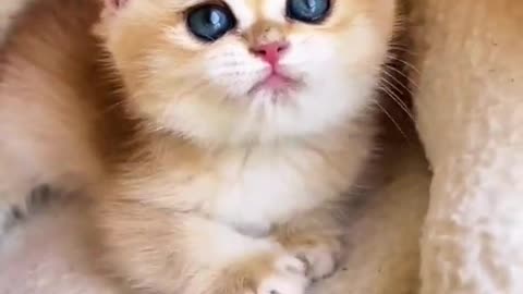 Kitten are so cute