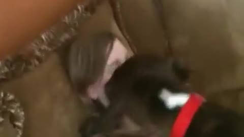 DOG KISS VIDEO