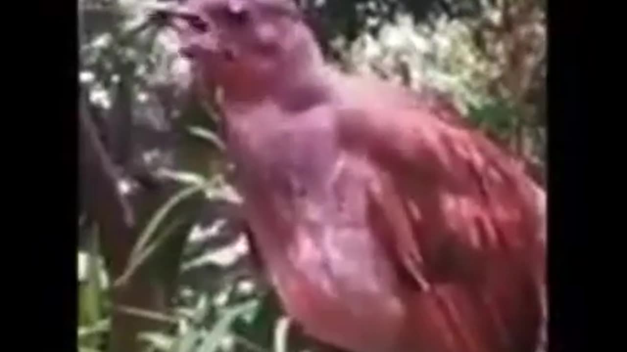 indian best sound Bird worth 2.8million