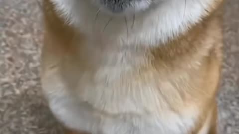 Cute dog smile
