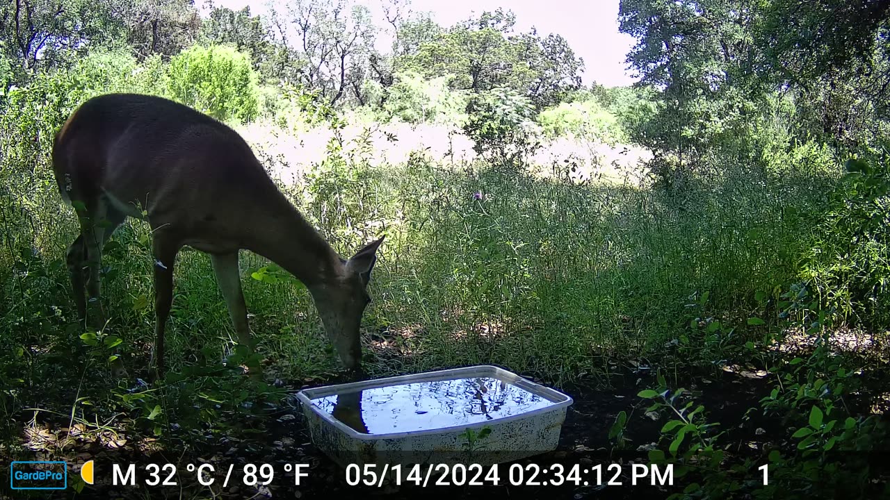 Early season male White Tail deer