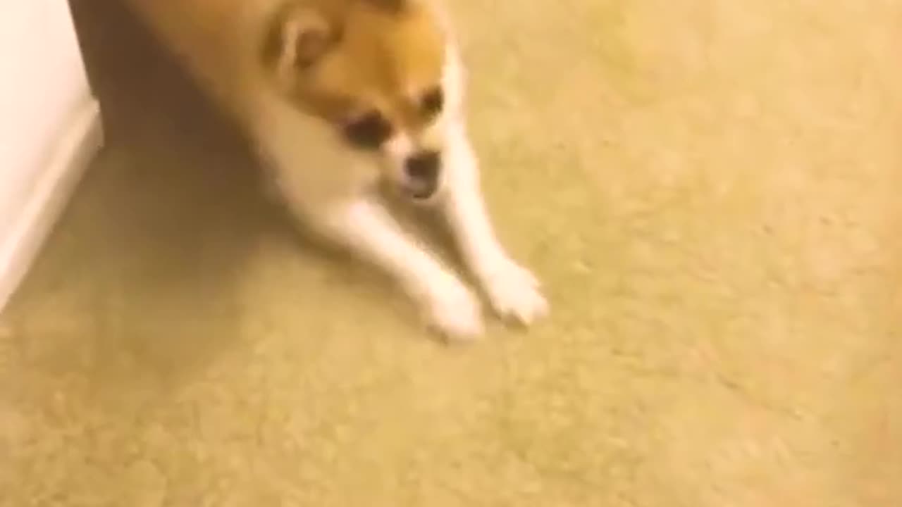 Funny videos