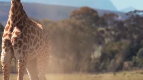 facts about giraffe | interesting facts about giraffes