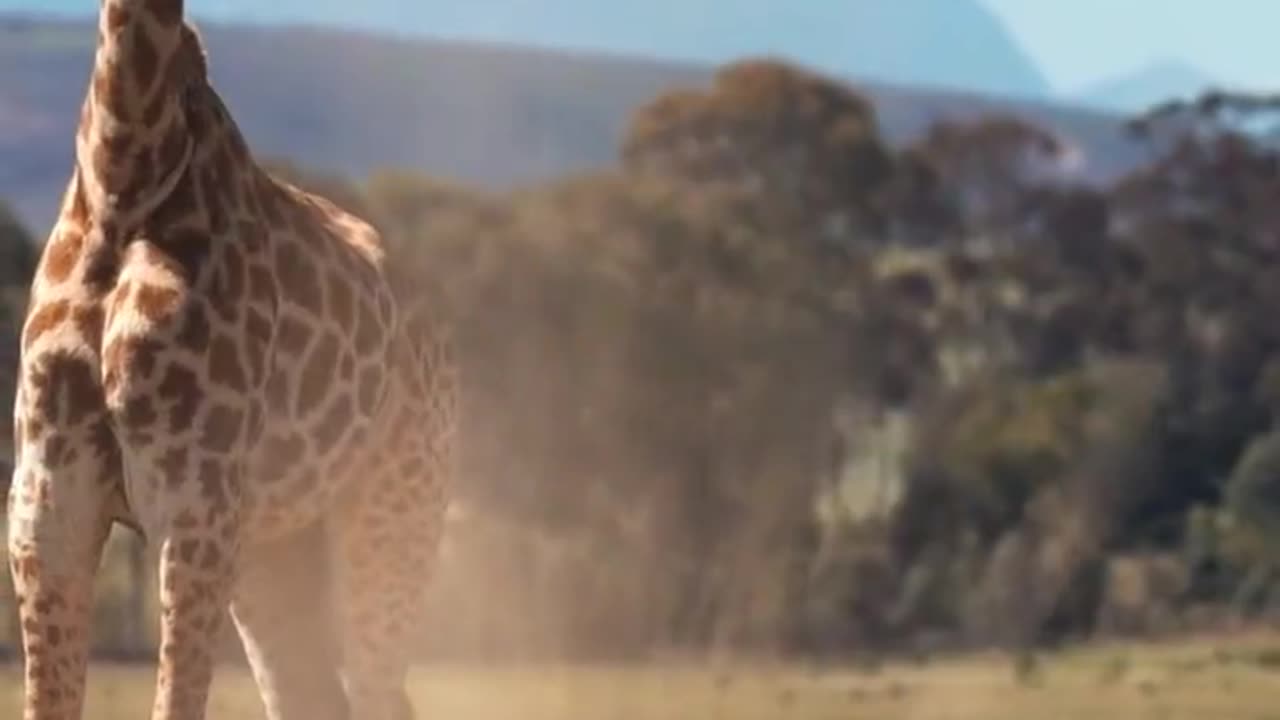facts about giraffe | interesting facts about giraffes