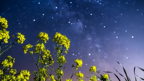 starry sky 1