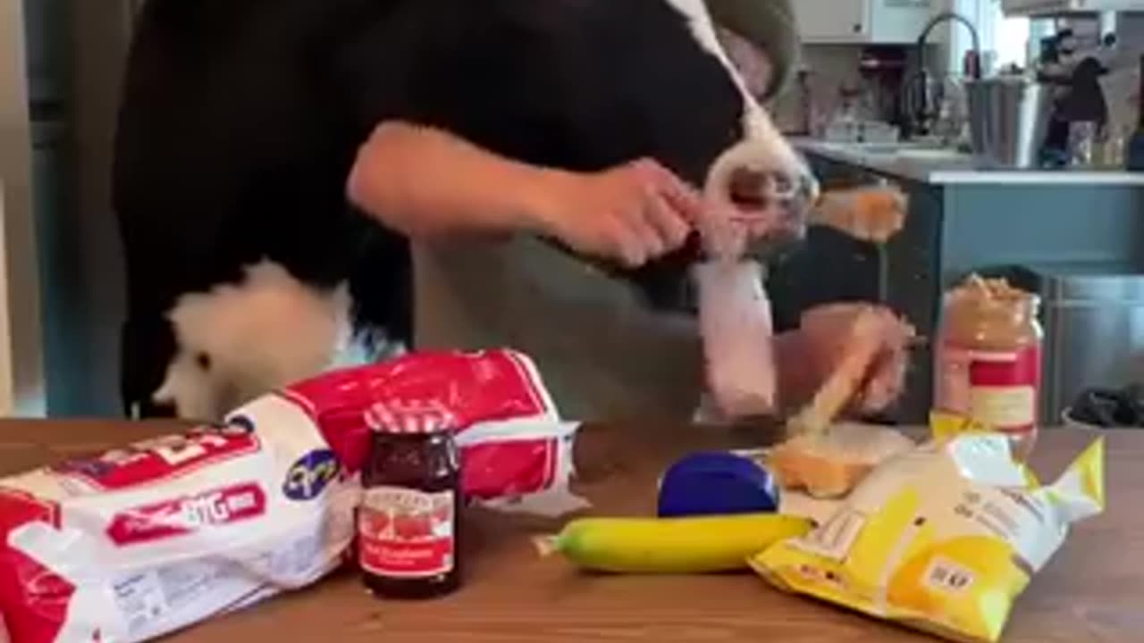 a cow in the kitchen