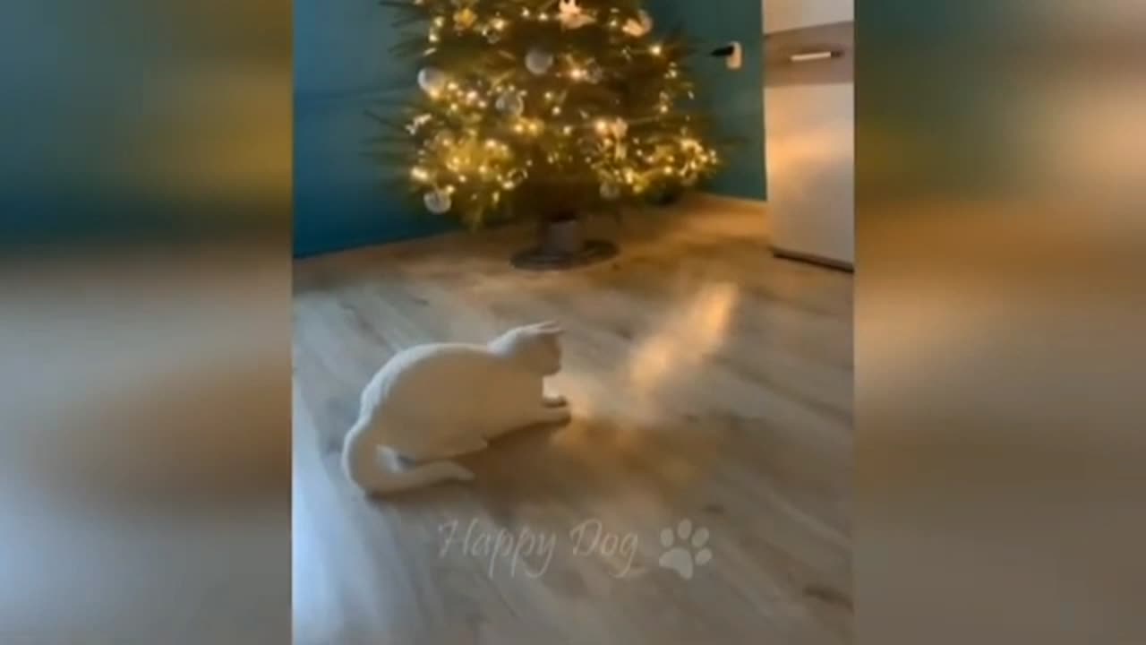 Funny cat video