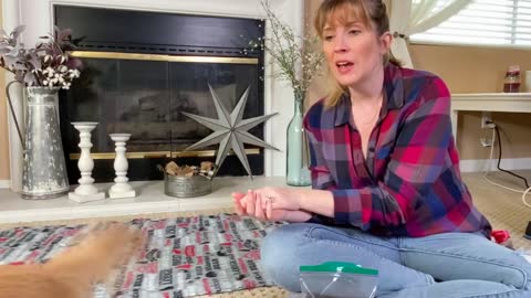 How To Trim Dogs Nails FOR BEGINNERS.mp4