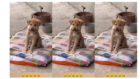 Dog and cat funny 🤣🤣 reaction 😂😂😂😂
