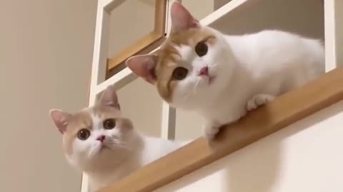 I look at the cute cats...my heart jumps everywhere 🥰🥰🥰