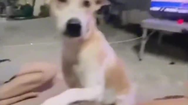 Funny dog video