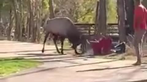 Animal: Elk attacks a women