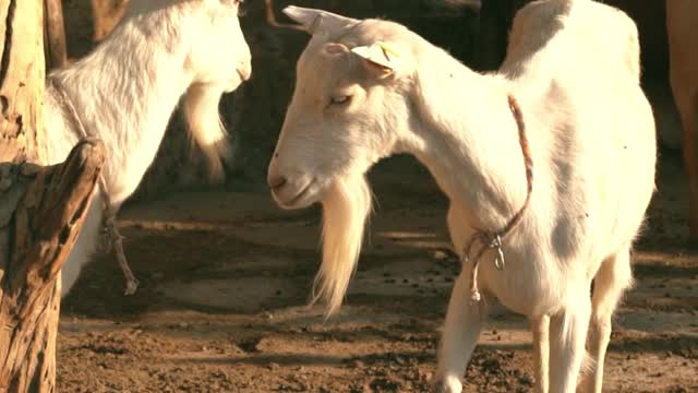 Animal Sound part:2