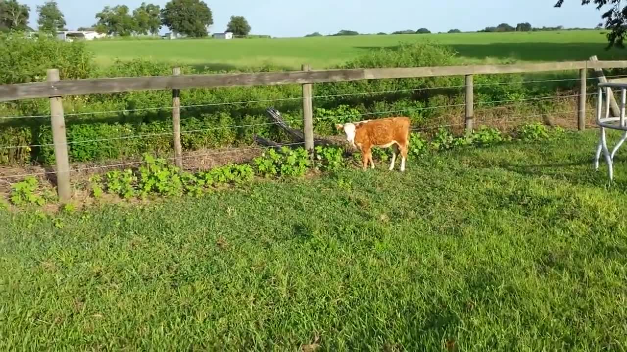Cute cow