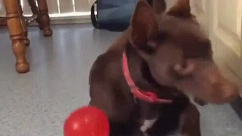 Perfect coordination🐶 - Viral video