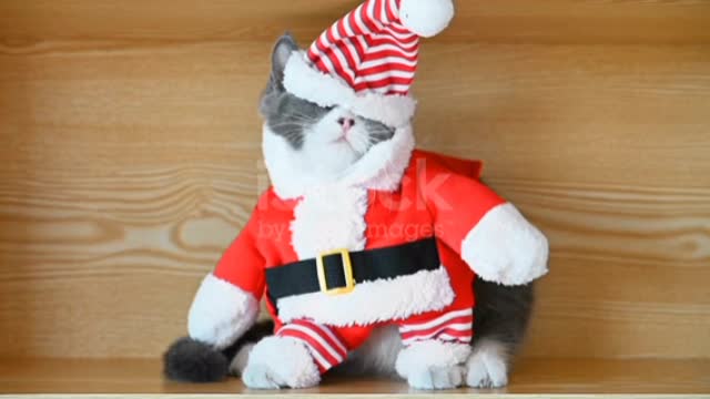 Cina funny Santa Claus dressed cat with her eyes covered by the cap❤️