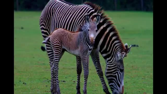 Cute Baby Animals | Kids Learning Videos