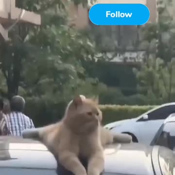 Fanny cat and cute cat videos