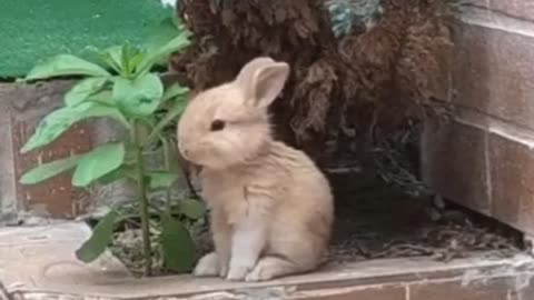 Cute Rabbit Gif 🐰