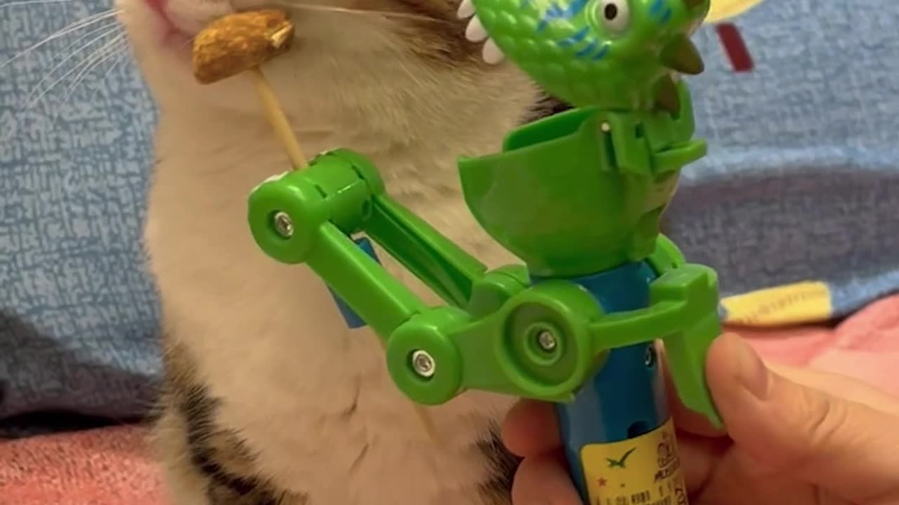 Cat fun, Cat is playing with toys