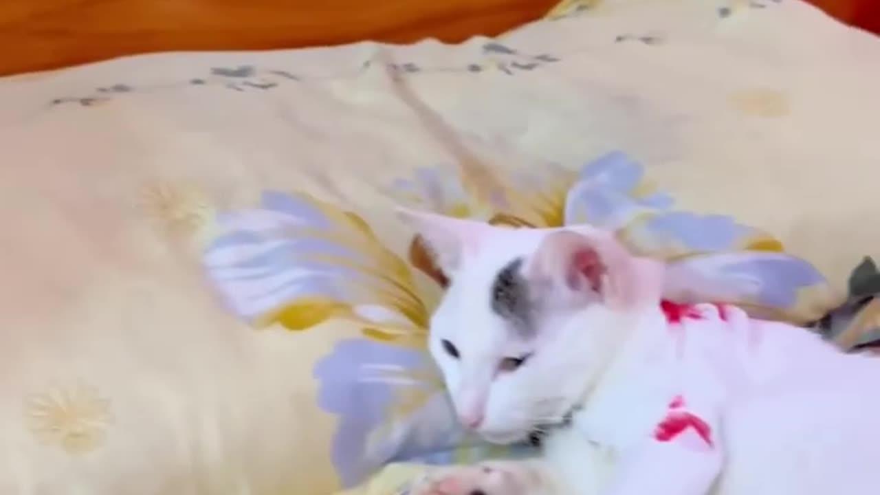 Funny Cat Vid 😭 #1