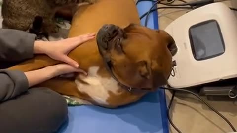 Funny Video Cat and Dog