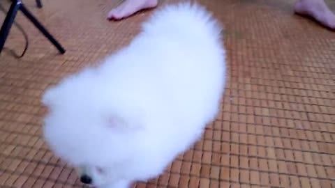 como bañara un cachorro pomerania