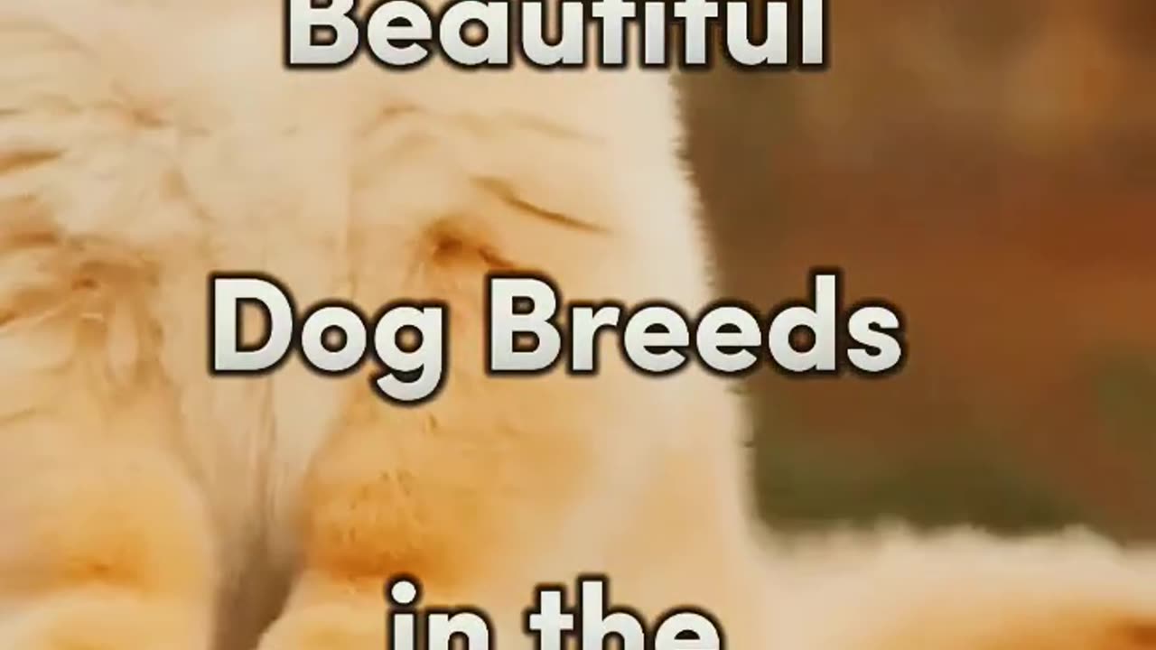 10 most beautiful dogs breeds in the world #shorts #dog #topthinksworld1