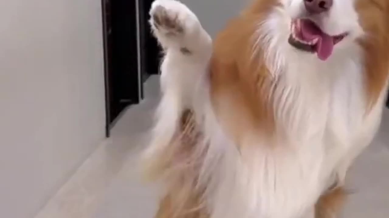 Funny Dog dancing