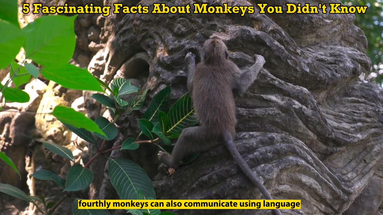 5 Fascinating Facts About Monkeys You Didn't Know