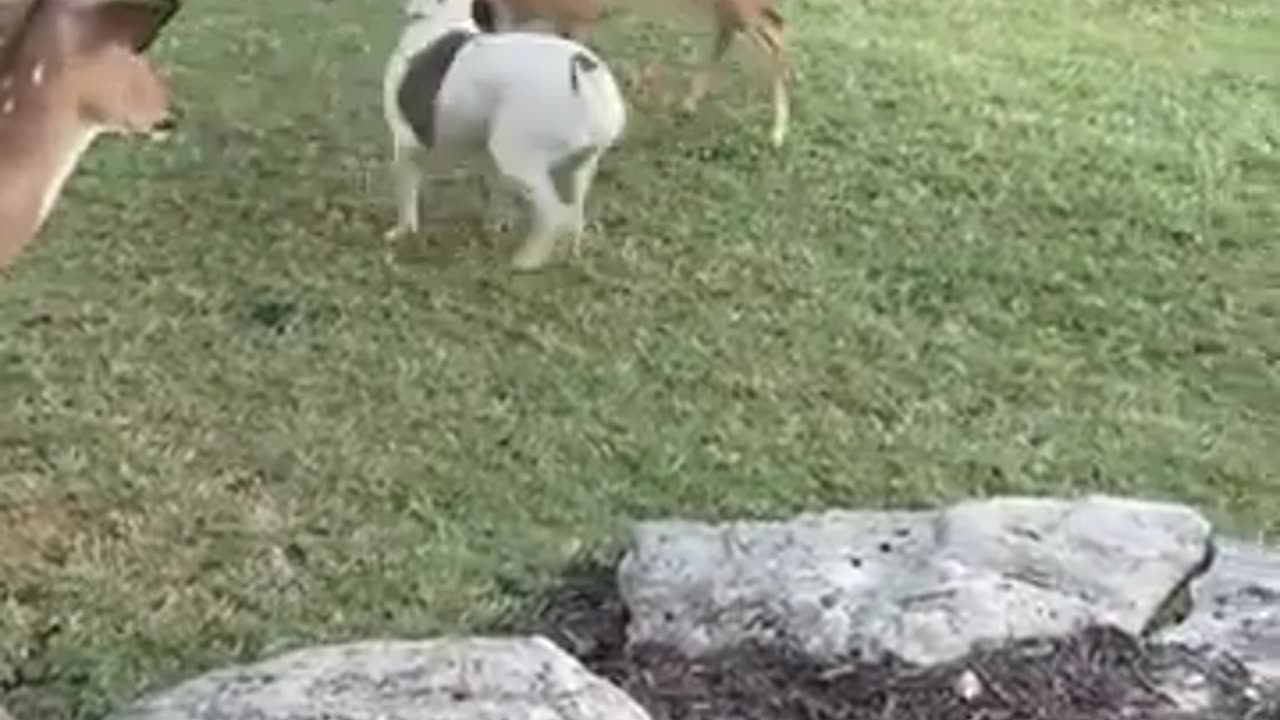 Rescued fawn runs right over to playful doggy.