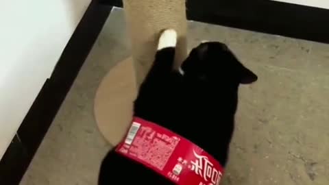 Coca Cola cat😂