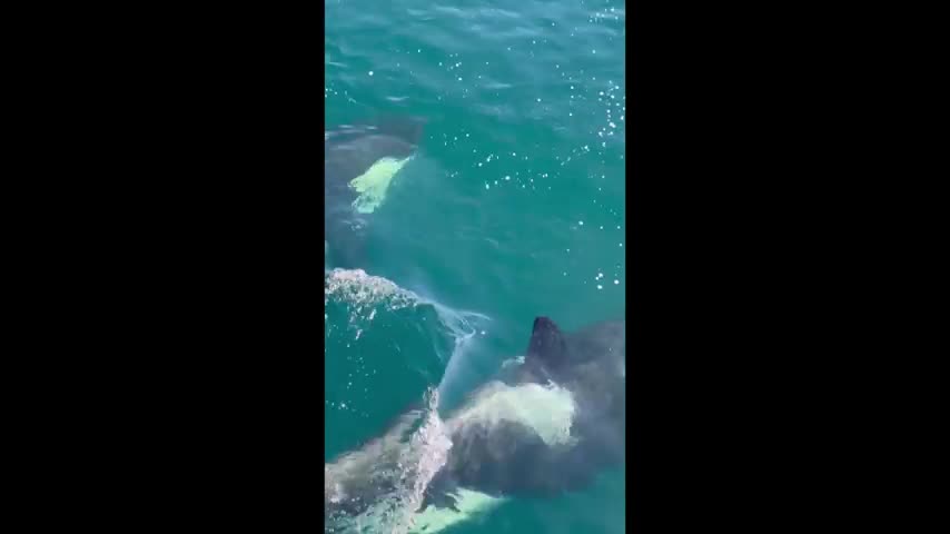 'Magical' Display as Dolphins Swim Alongside Ferry