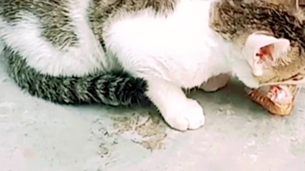 black & white cute cats enjoy chicken legs ! #cutecats #animals #funny #trending #viral