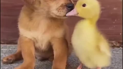 Funny Animal Video #Shorts