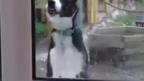 Funny animals