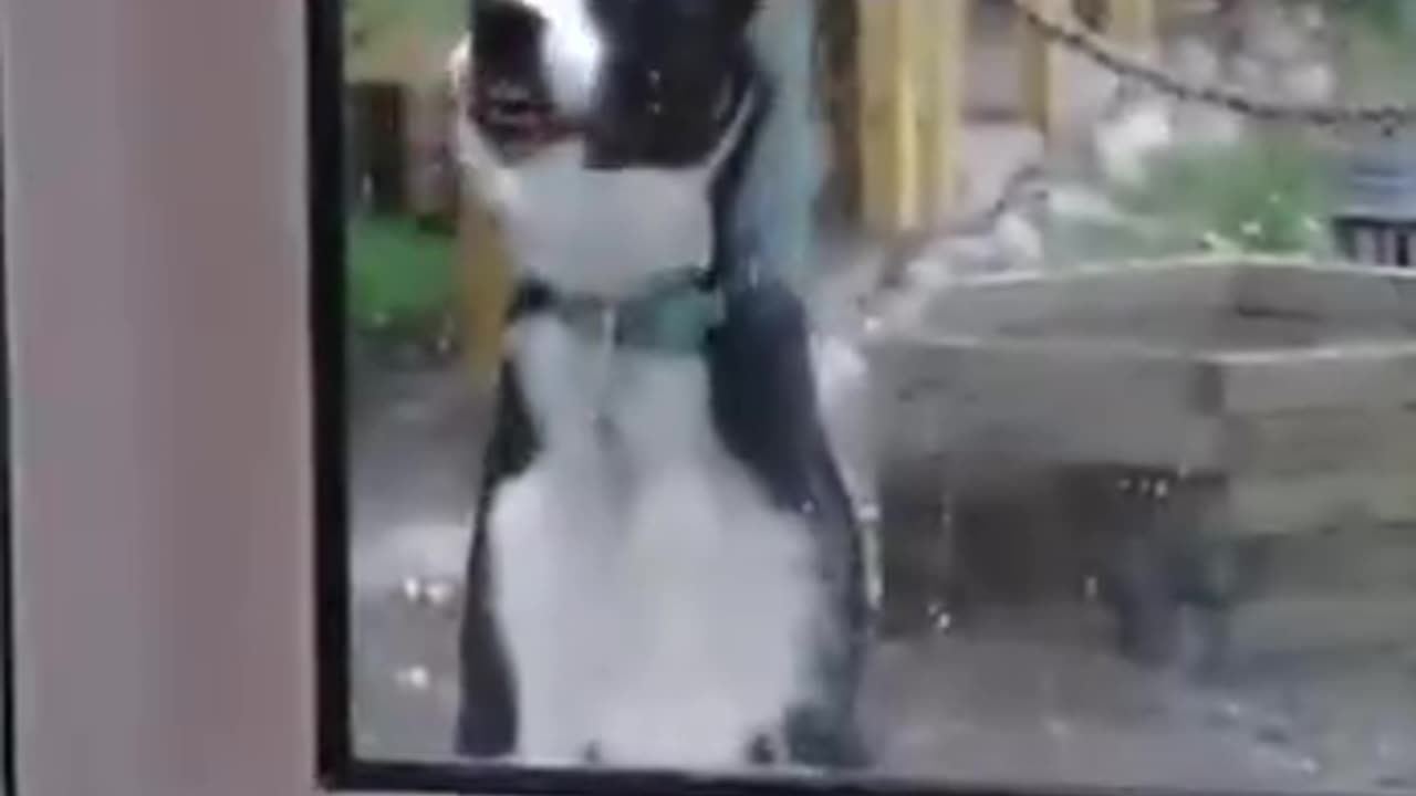 Funny animals