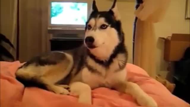 NEW Top 10 Cute and Funny Dog HQ Videos