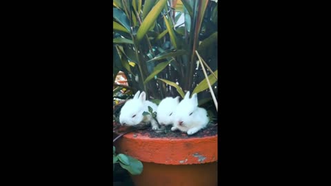 3 rabbits eating