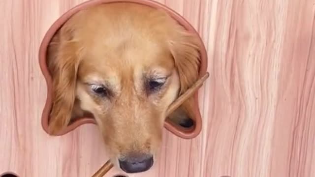 smart dog after see training