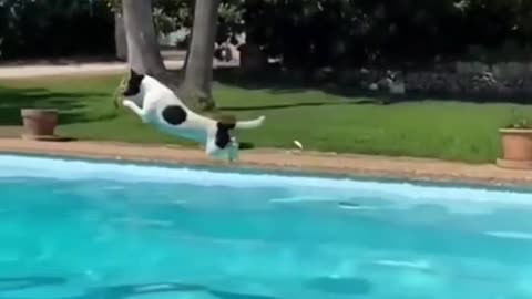 dog flying like airoplane #shorts