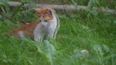 Cutie cat playing in garden