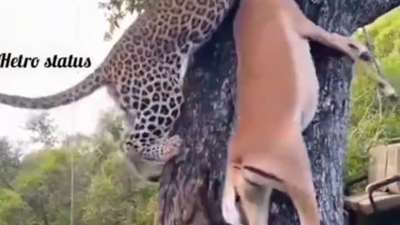Tiger Picking Up Deer on the Tree 🌳 😳