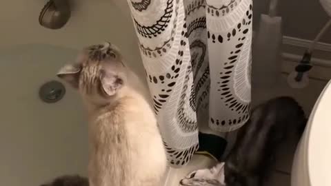 A cat pushed into a bathtub